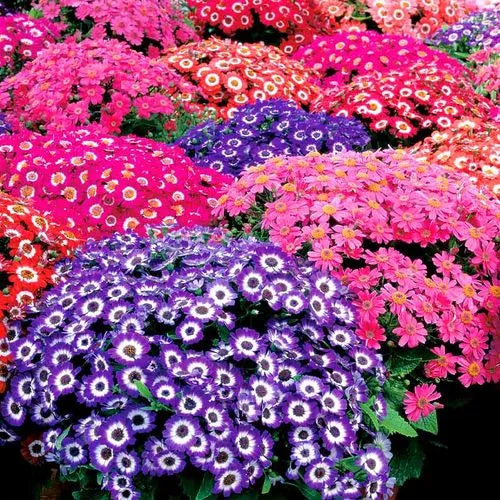 Prefer Dry, Annual Herb Flower, High Quality Variety Senecio Cruentus heirloom non-gmo organic garden seeds