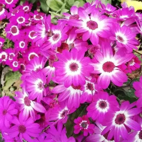 Prefer Dry, Annual Herb Flower, High Quality Variety Senecio Cruentus – Heirloom, Non-GMO, High Germination Organic Garden Seeds