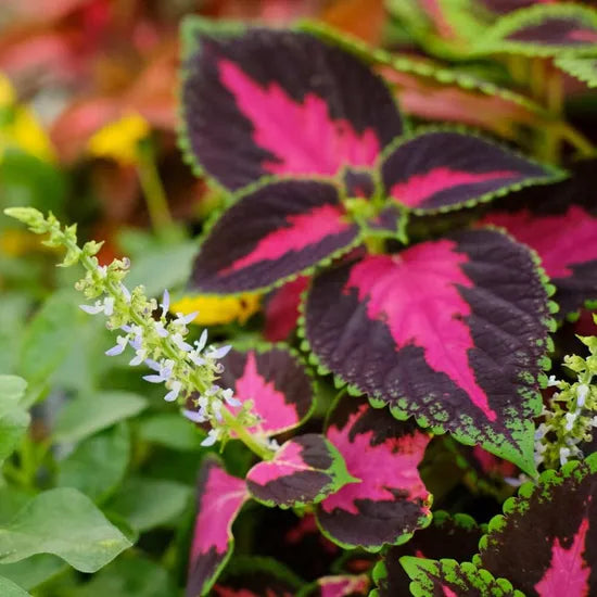 Prefers Warm Climate, Tolerate Semi Shade, Cold Intolerance, Coleus Perennial Varieties Of Perennial Root Flower heirloom non-gmo organic garden seeds