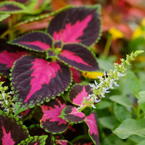 Prefers Warm Climate, Tolerate Semi Shade, Cold Intolerance, Coleus Perennial Varieties Of Perennial Root Flower – Heirloom, Non-GMO, High Germination Organic Garden Seeds