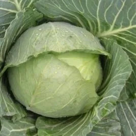 Premium Day Cabbage For Mid Maturity Growth – Heirloom, Non-GMO, High Germination Organic Garden Seeds