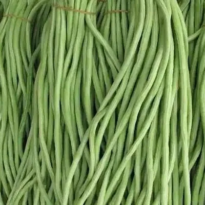 Premium Adaptable Cow Pea For Global Distribution heirloom non-gmo organic garden seeds