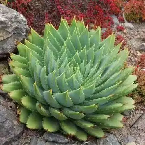 Premium Aloe Of Succulent heirloom non-gmo organic garden seeds