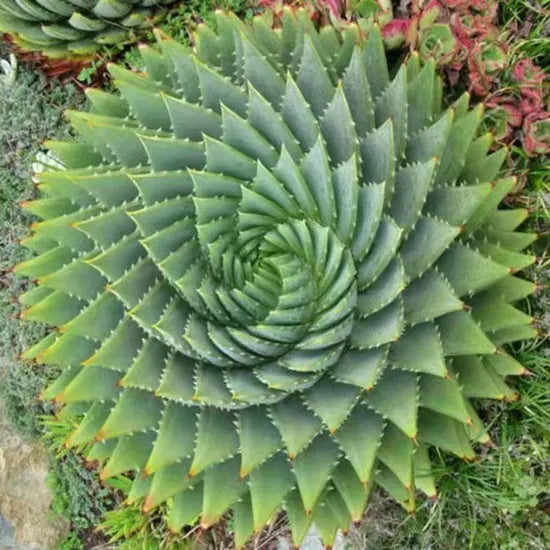 Premium Aloe Of Succulent – Heirloom, Non-GMO, High Germination Organic Garden Seeds
