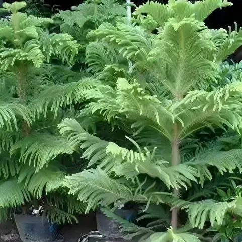 Premium Araucaria Excelsa For Outdoor Decorative Gardens heirloom non-gmo organic garden seeds
