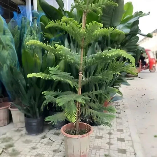 Premium Araucaria Excelsa For Outdoor Decorative Gardens – Heirloom, Non-GMO, High Germination Organic Garden Seeds