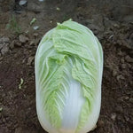 Premium Chinese Cabbage For Sale High Germination Rate heirloom non-gmo organic garden seeds