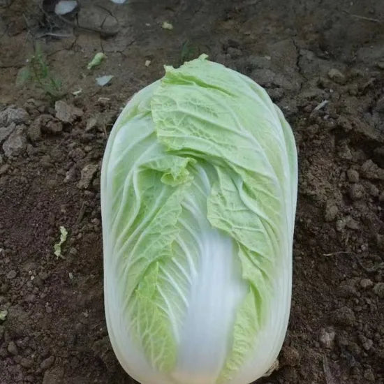 Premium Chinese Cabbage For Sale High Germination Rate heirloom non-gmo organic garden seeds