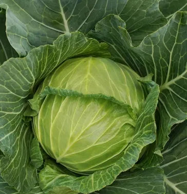 Premium Early Maturity With High Disease Resistance And Firmness heirloom non-gmo organic garden seeds