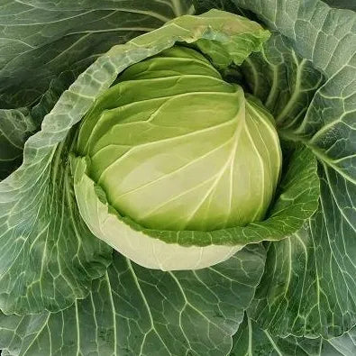 Premium Early Maturity With High Disease Resistance And Firmness – Heirloom, Non-GMO, High Germination Organic Garden Seeds