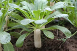 Premium High Yield Hybrid Radish For Sowing heirloom non-gmo organic garden seeds
