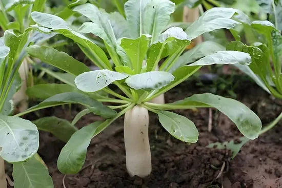 Premium High Yield Hybrid Radish For Sowing heirloom non-gmo organic garden seeds