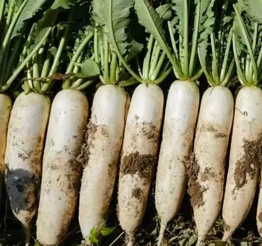 Premium High Yield Hybrid Radish For Sowing – Heirloom, Non-GMO, High Germination Organic Garden Seeds