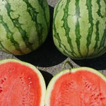 Premium Hybrid Seedless Semillas De Sandia For Global Farmers heirloom non-gmo organic garden seeds