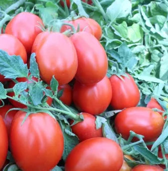Premium Hybrid Semi Determinate Tomato For Thriving Gardens heirloom non-gmo organic garden seeds
