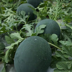 Premium Hybrid Watermelon Semillas De Sandia For Juicy Summer Harvest heirloom non-gmo organic garden seeds