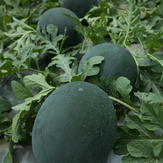 Premium Hybrid Watermelon Semillas De Sandia For Juicy Summer Harvest heirloom non-gmo organic garden seeds