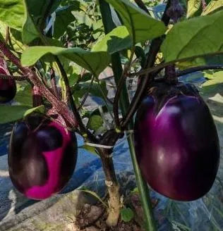 Premium Large Ears Eggplant For High Yield Gardens heirloom non-gmo organic garden seeds