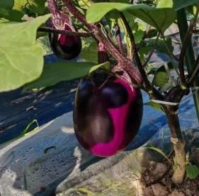 Premium Large Ears Eggplant For High Yield Gardens – Heirloom, Non-GMO, High Germination Organic Garden Seeds