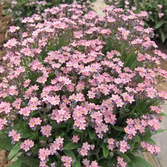 Premium Myosotis Alpestris For Home Garden Growth – Heirloom, Non-GMO, High Germination Organic Garden Seeds