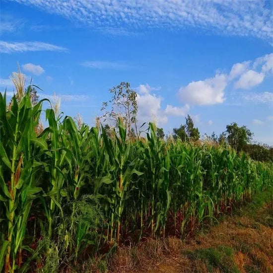Premium Northern Corn Leaf Blight Disease Resistance Hybrid Sweet Corn For Sowing heirloom non-gmo organic garden seeds