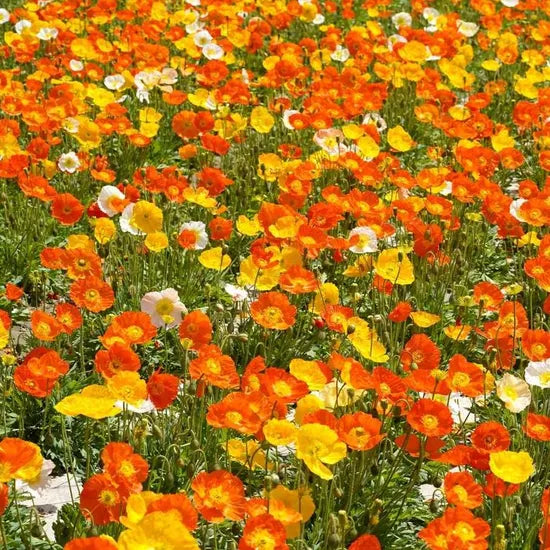 Premium Nudicaule For Vibrant Garden Blooms heirloom non-gmo organic garden seeds