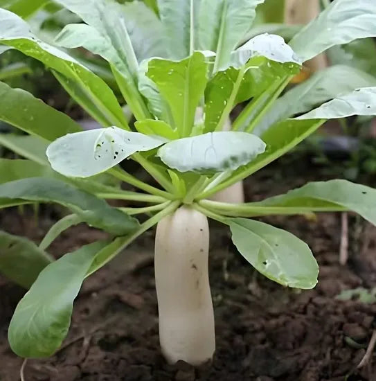 Premium Organic Radish For Sowing heirloom non-gmo organic garden seeds