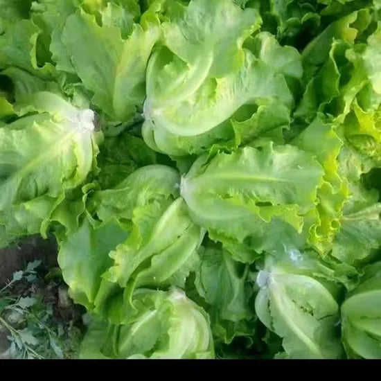 Premium Quality Op Lettuce heirloom non-gmo organic garden seeds