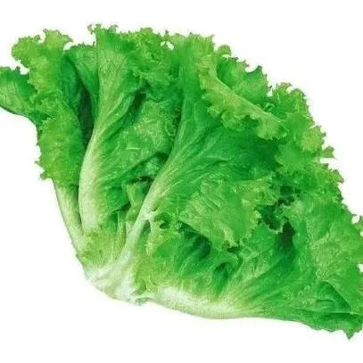 Premium Quality Op Lettuce – Heirloom, Non-GMO, High Germination Organic Garden Seeds