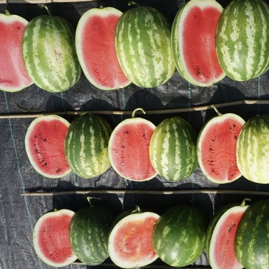 Premium Seedless Watermelon For Home Gardening And Farming (Semillas De Sandia) heirloom non-gmo organic garden seeds