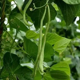 Premium Thin And Tender Cowpea For Global Distribution heirloom non-gmo organic garden seeds