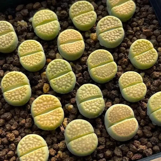Premium Turtle Shell Cactus For Thriving Succulent Gardens heirloom non-gmo organic garden seeds