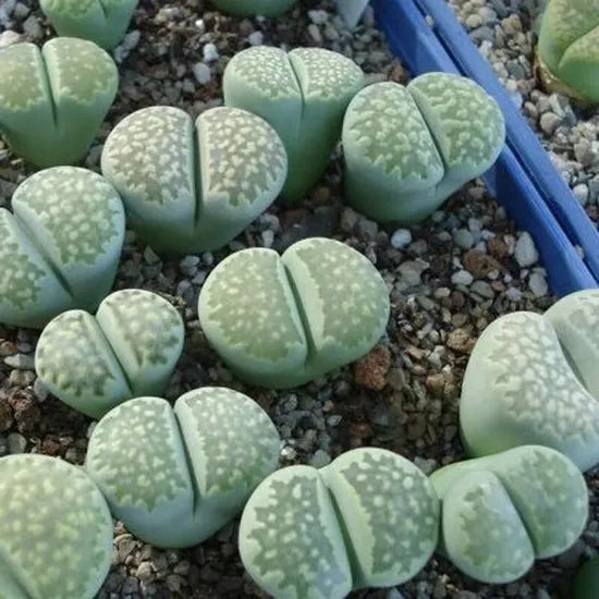 Premium Turtle Shell Cactus For Thriving Succulent Gardens – Heirloom, Non-GMO, High Germination Organic Garden Seeds