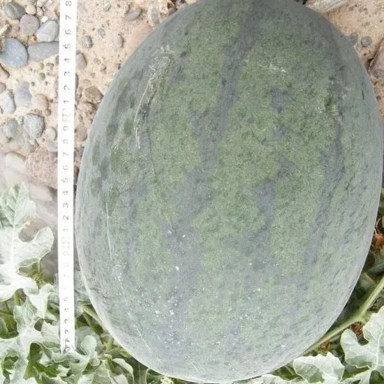 Premium Watermelon Semillas De Sandia For Optimal Growth And Yield heirloom non-gmo organic garden seeds