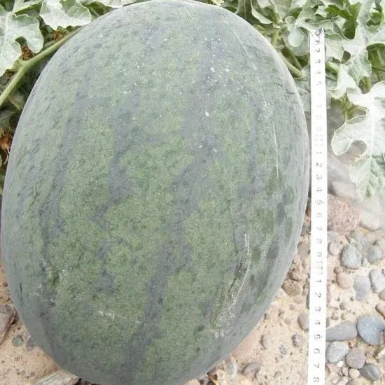 Premium Watermelon Semillas De Sandia For Optimal Growth And Yield – Heirloom, Non-GMO, High Germination Organic Garden Seeds