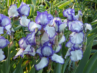 Presby's Crown Jewel Tall Bearded Iris