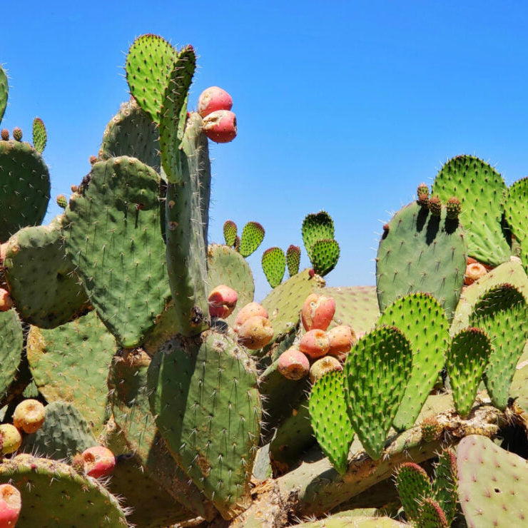 Bright yellow flower blooming on the Prickly Pear Cactus perennial