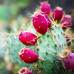 Ripe Prickly Pear fruit (tunas) ready for harvest, often edible
