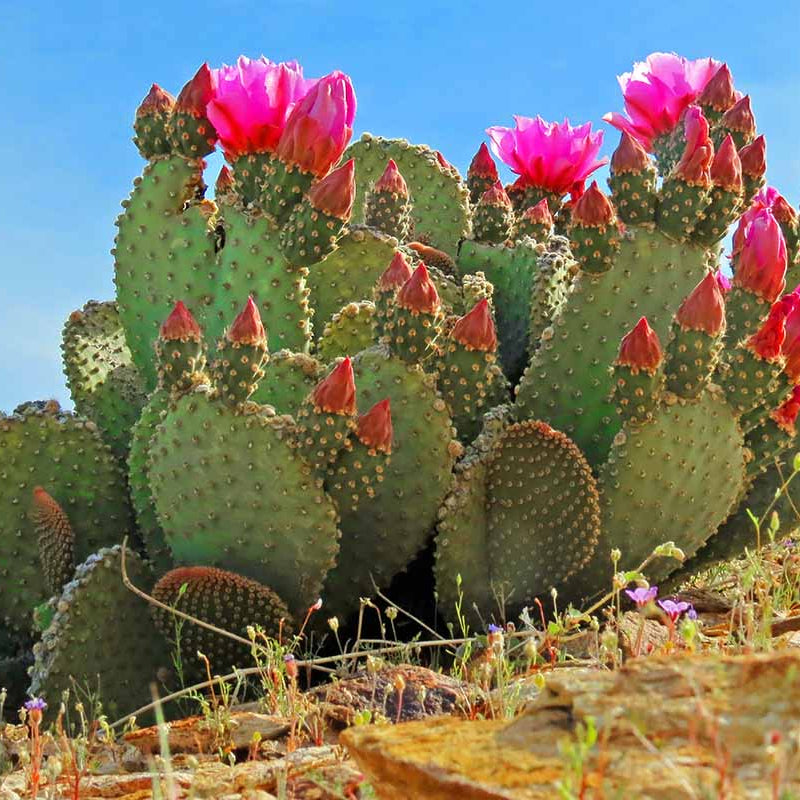 Established Prickly Pear pads in a drought-tolerant desert garden landscape