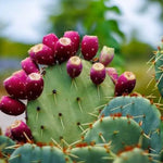Tiny cactus seedlings Prickly Pear growing in sandy soil mix