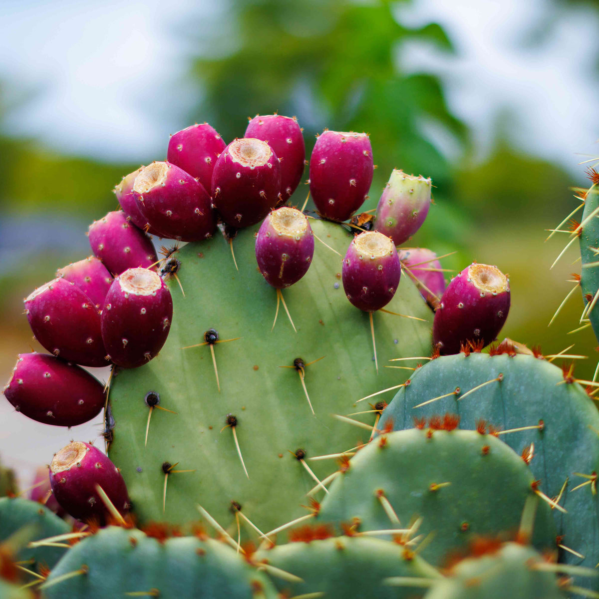 Premium Non-GMO Prickly Pear Cactus seeds (Opuntia engelmannii) for planting.