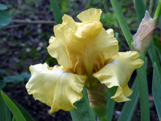 Pride of Ireland Tall Bearded Iris