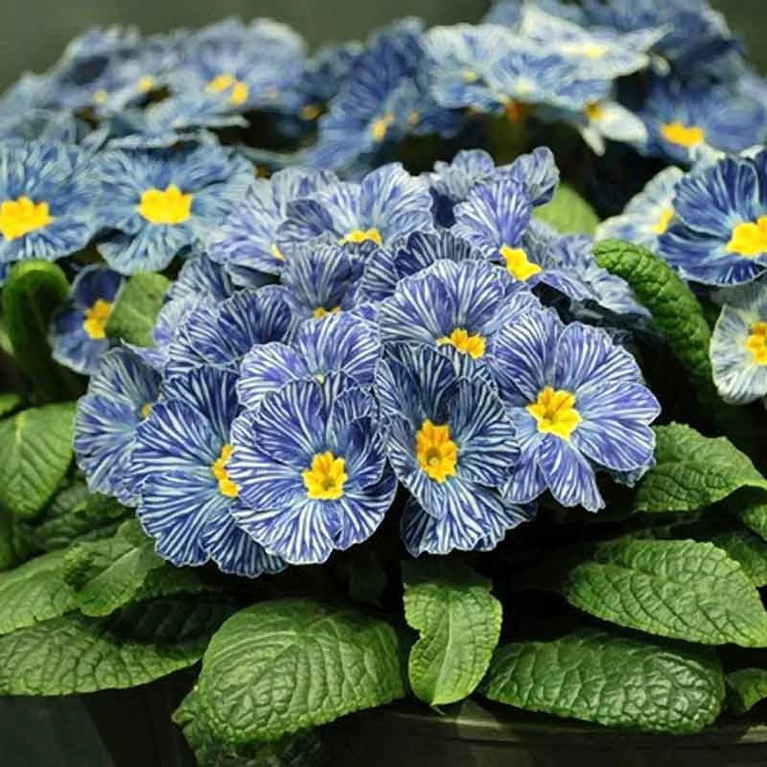 Primrose Seeds - Blue Zebra