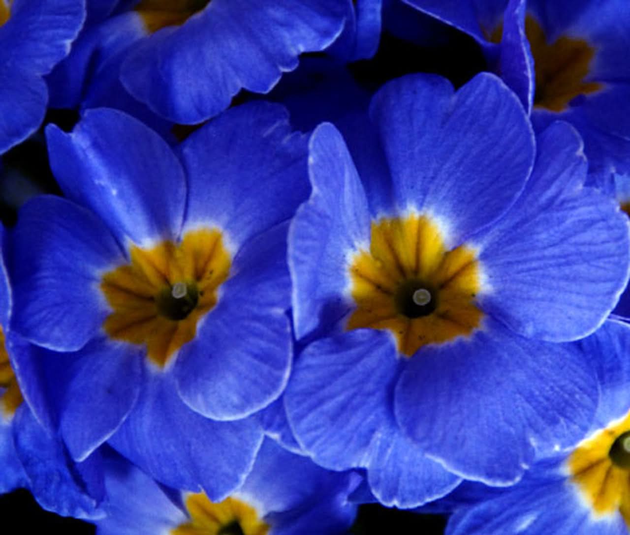 Heirloom Non-GMO Blue Evening Primrose Flower Seeds for Planting – Fragrant Garden Blooms - Non-GMO for planting in home garden