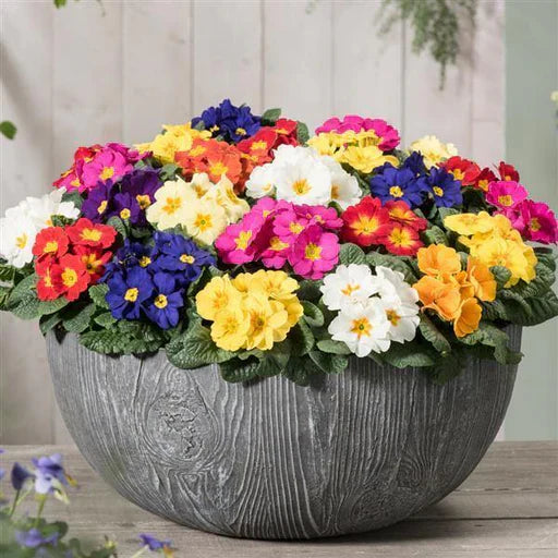 Mixed Oenothera Biennis Flower Seeds for Planting