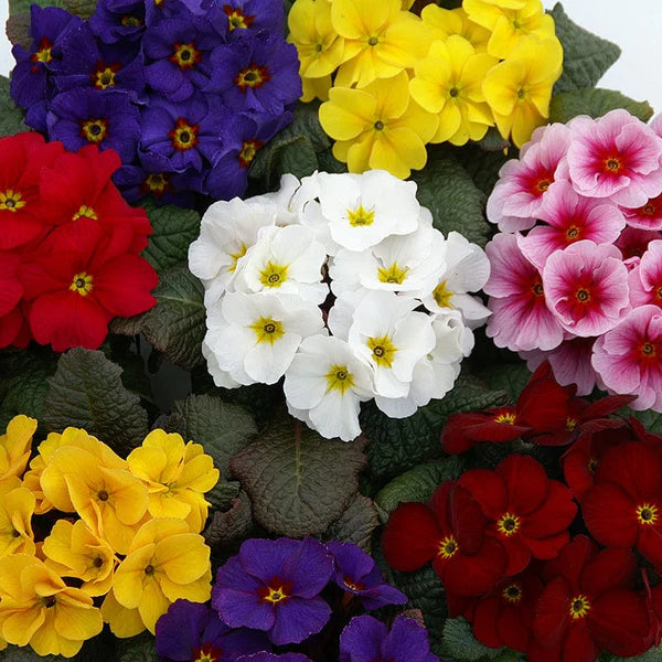Mixed Oenothera Biennis Flower Seeds for Planting