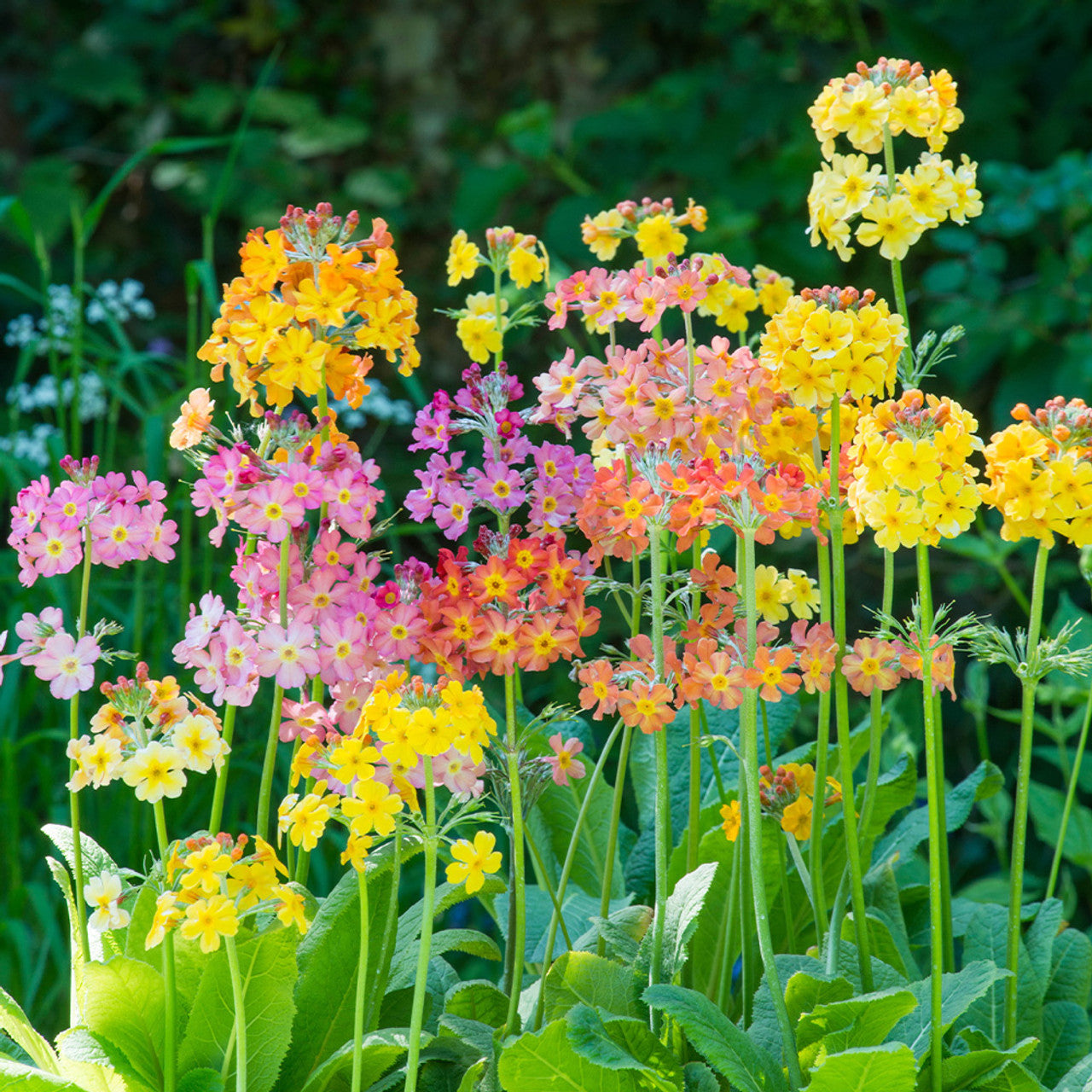 Primula Candelabra Mixed