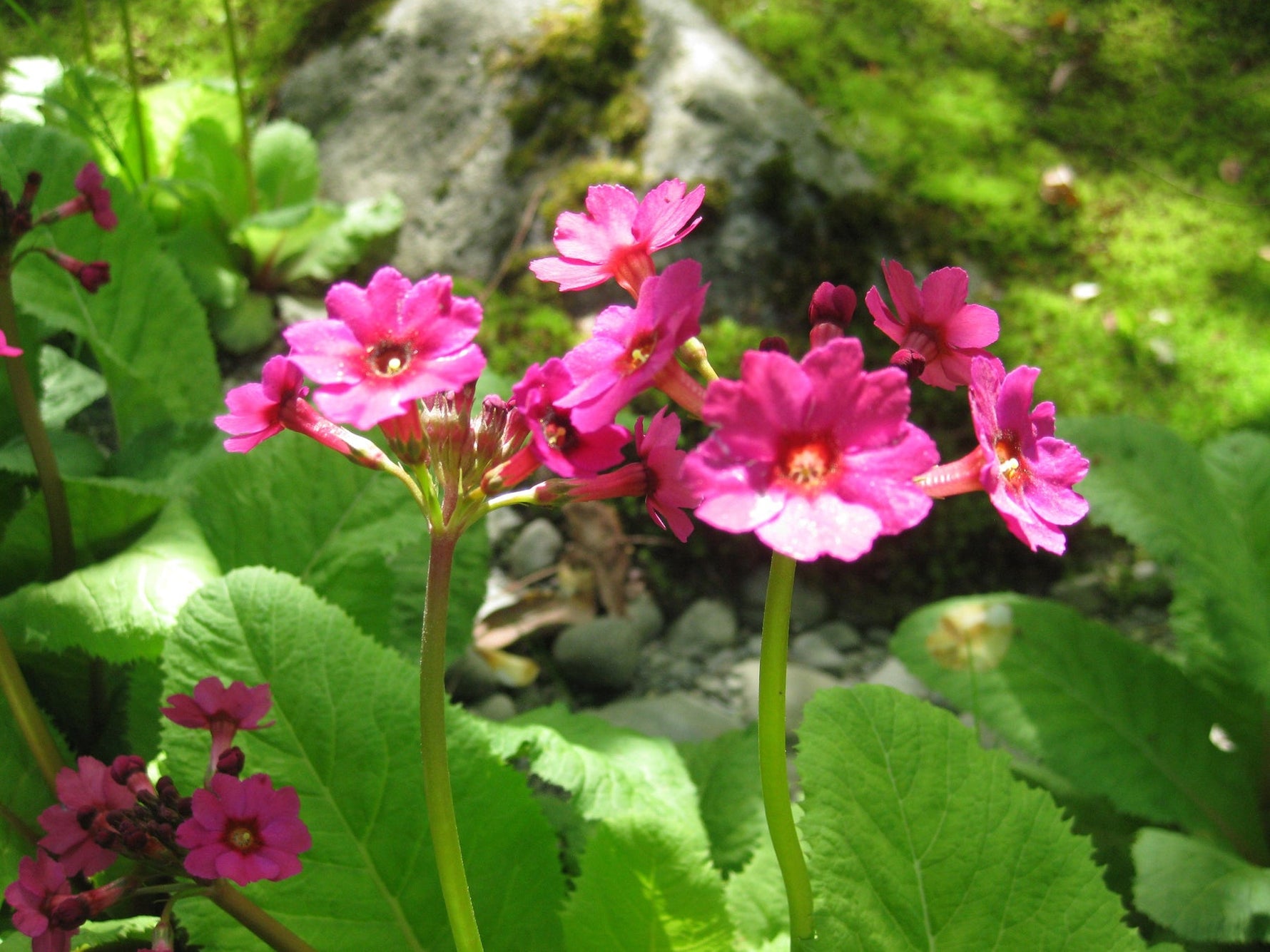 Primula Japonica Flower Seeds, Heirloom, Non-GMO Seeds for Planting