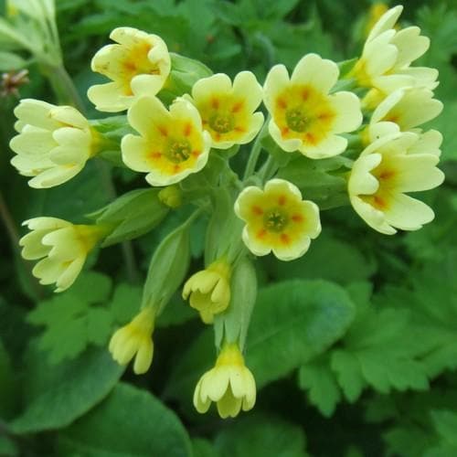 Cowslip (Primula veris)