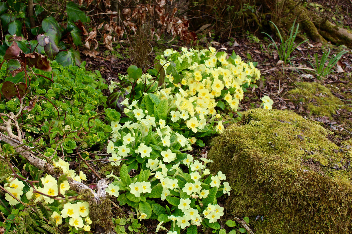 Europe Primrose Primula Vulgaris Flowering Seeds For Planting